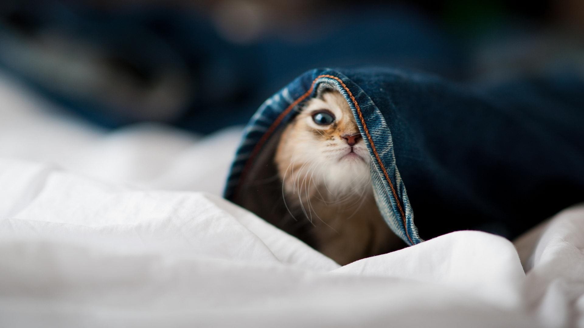 防线的交响乐，戈贝尔高光表现引领森林狼横扫公牛