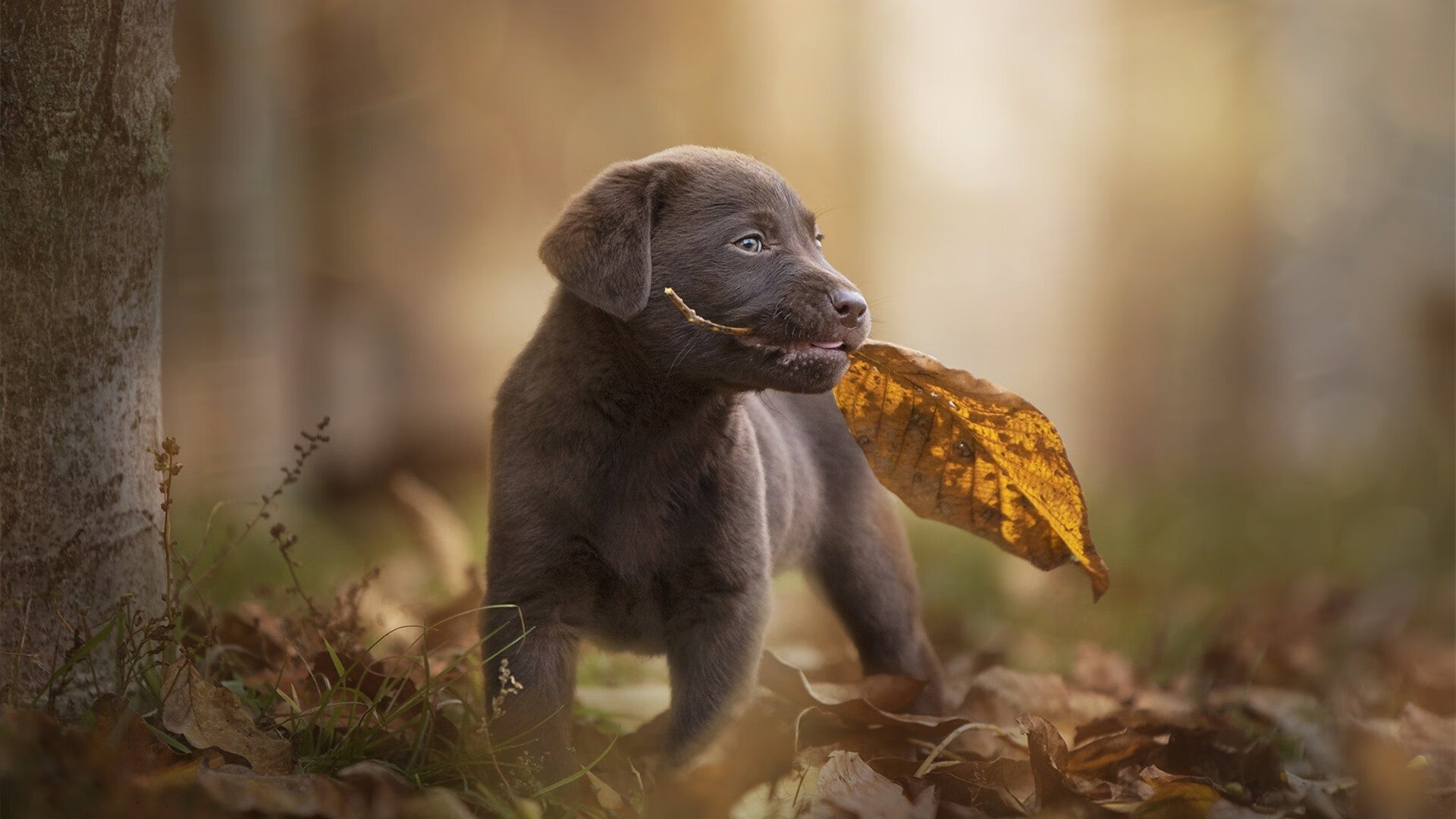东方的坚韧与西方的天赋，广厦队翻盘之夜与锡安接管总决赛的隔空对话