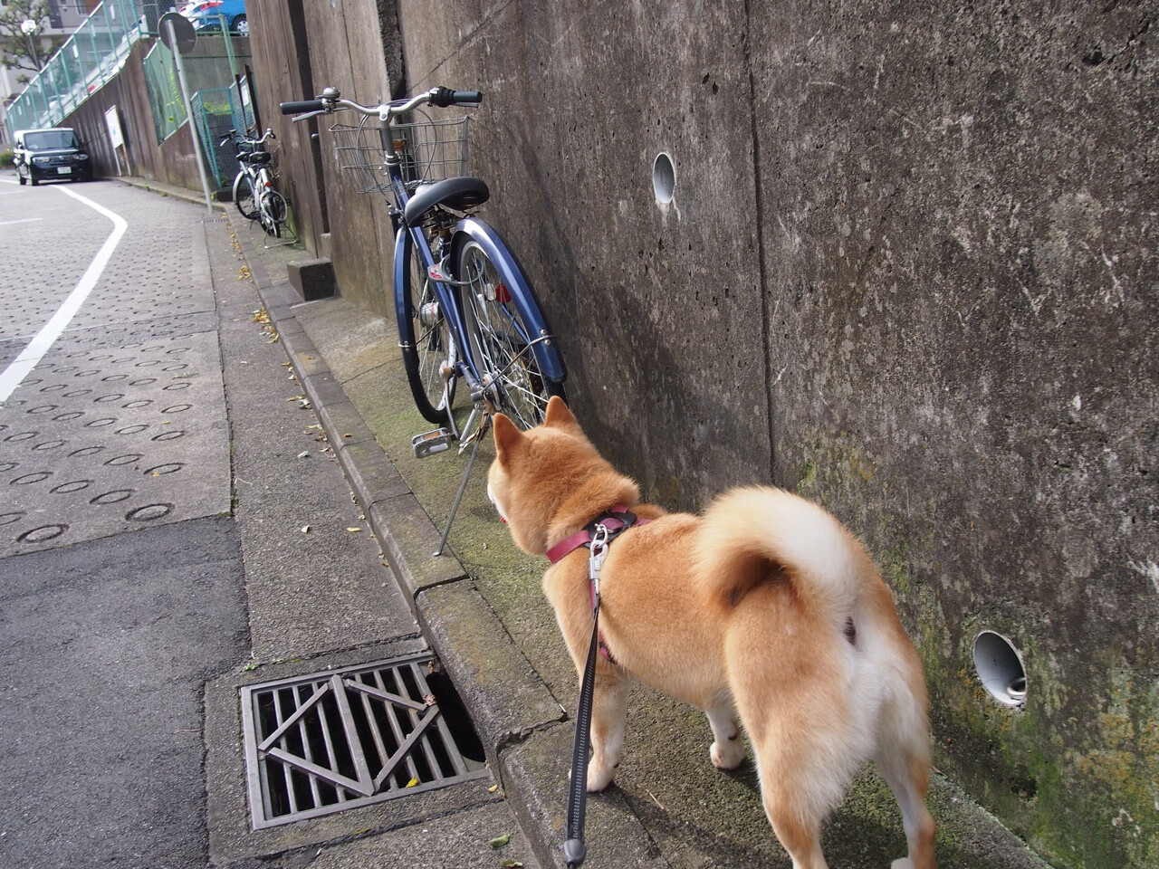 末节19分弑旧主,篮网悬崖边逆袭,切特是如何从战术末节炼成关键先生的?