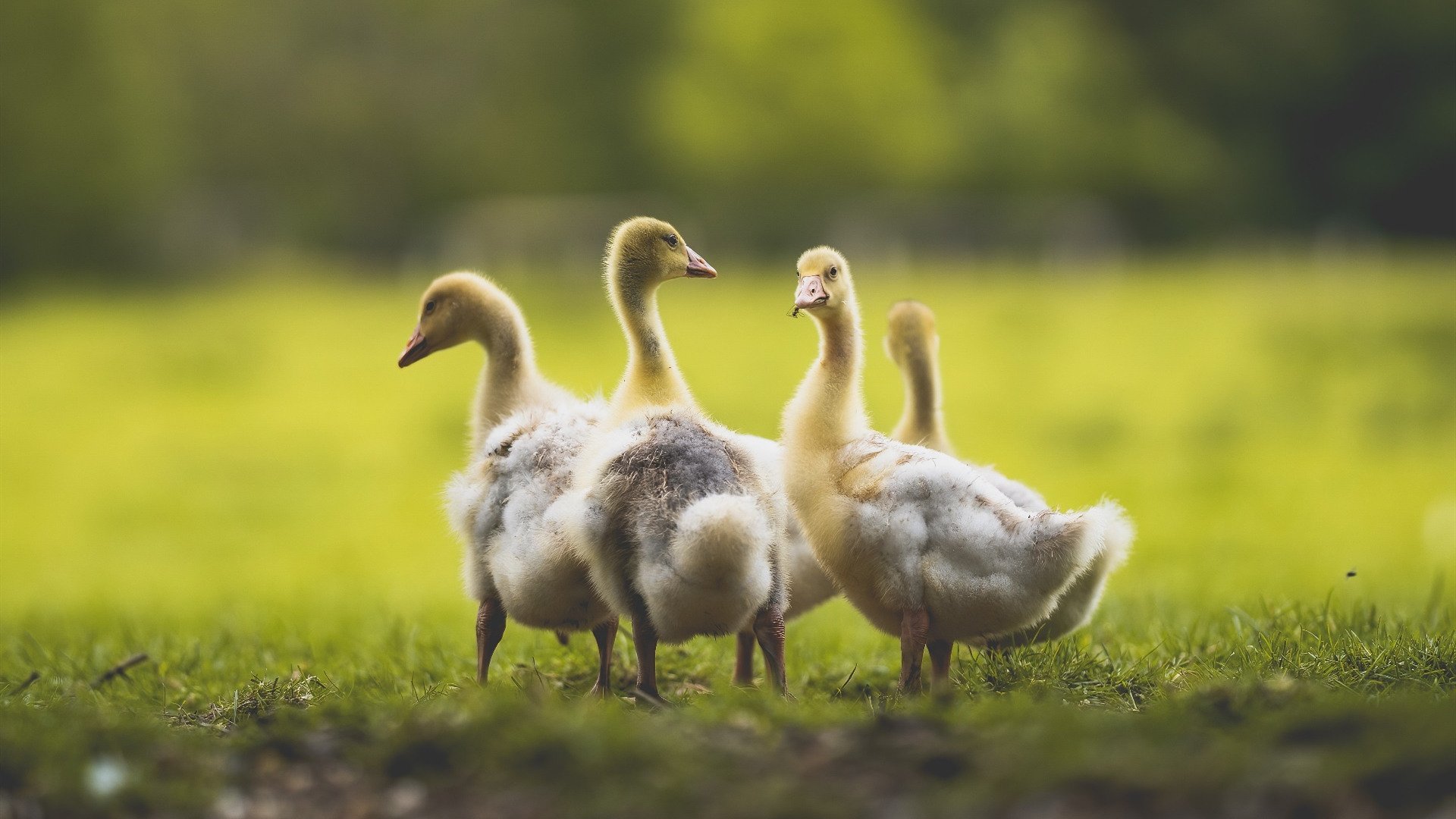 体育双线，老鹰的全面压制与英格拉姆的焦点接管—唯一性的竞技赞歌