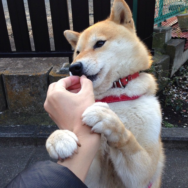 无界之战,巴斯托尼的优雅刀锋与马里勇士的血性征途