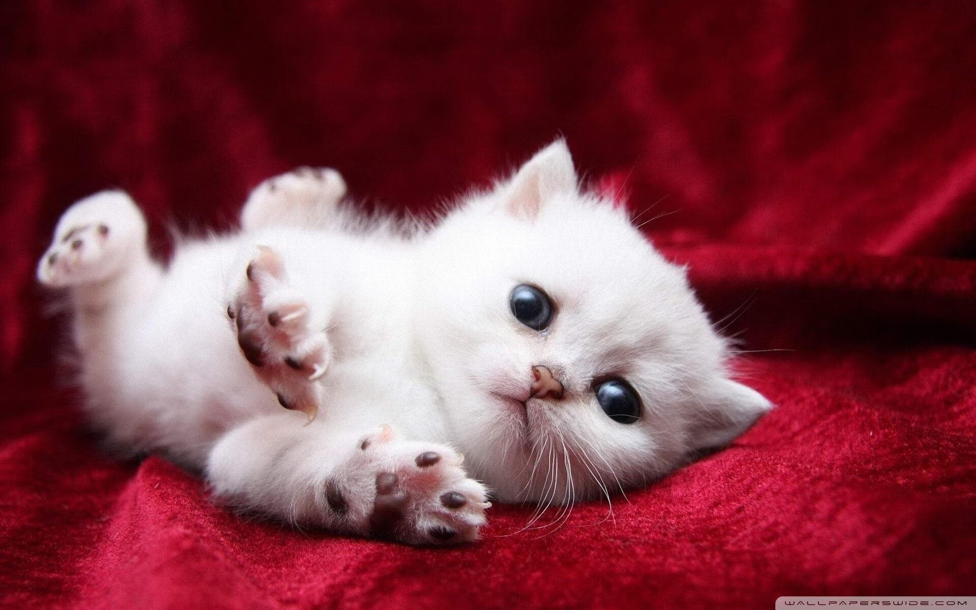 托尼闪耀全场，爱尔兰提前击败冰岛