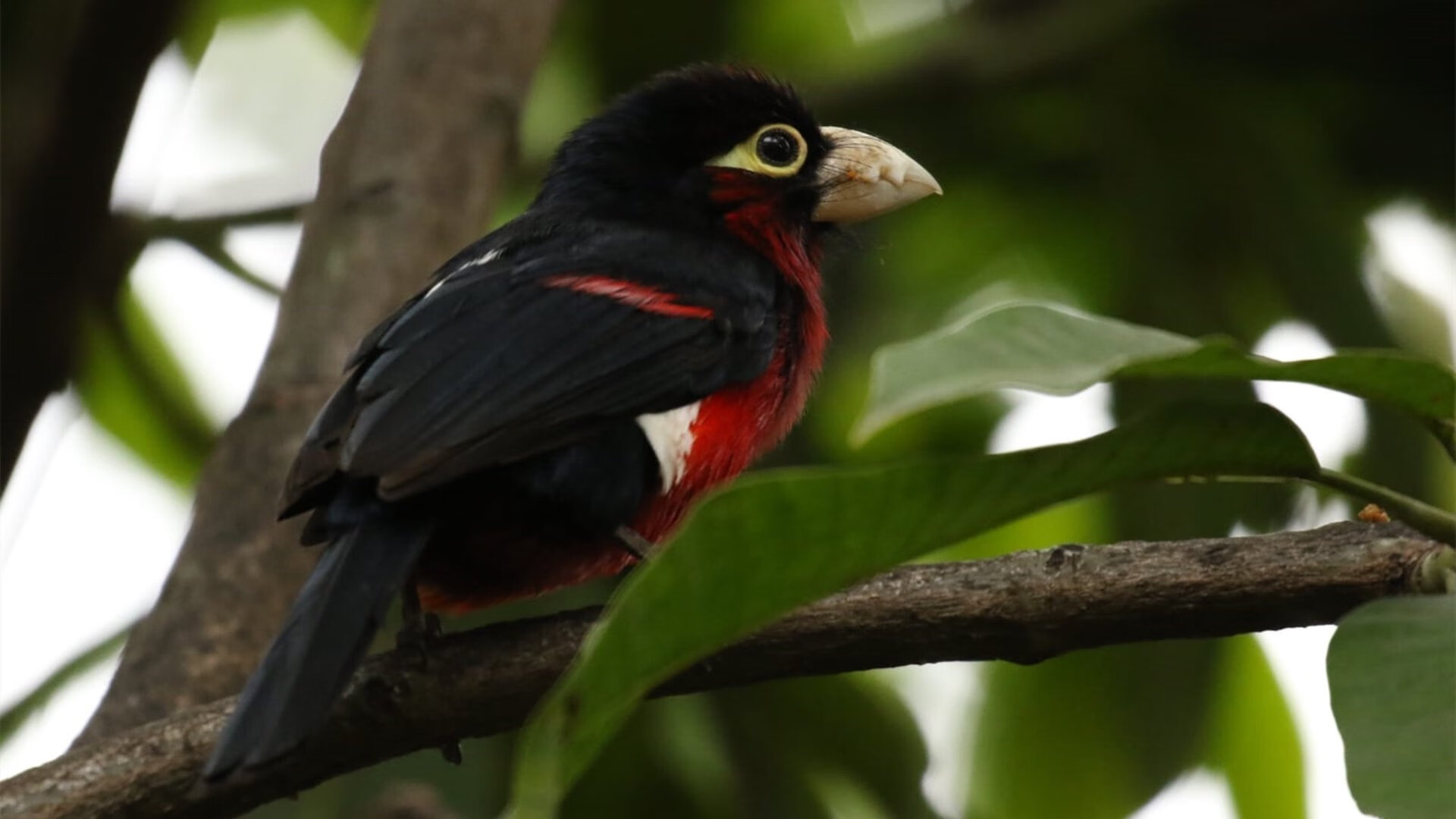 狼嚎撕裂达拉斯之夜，班凯罗的救赎与加时鏖战