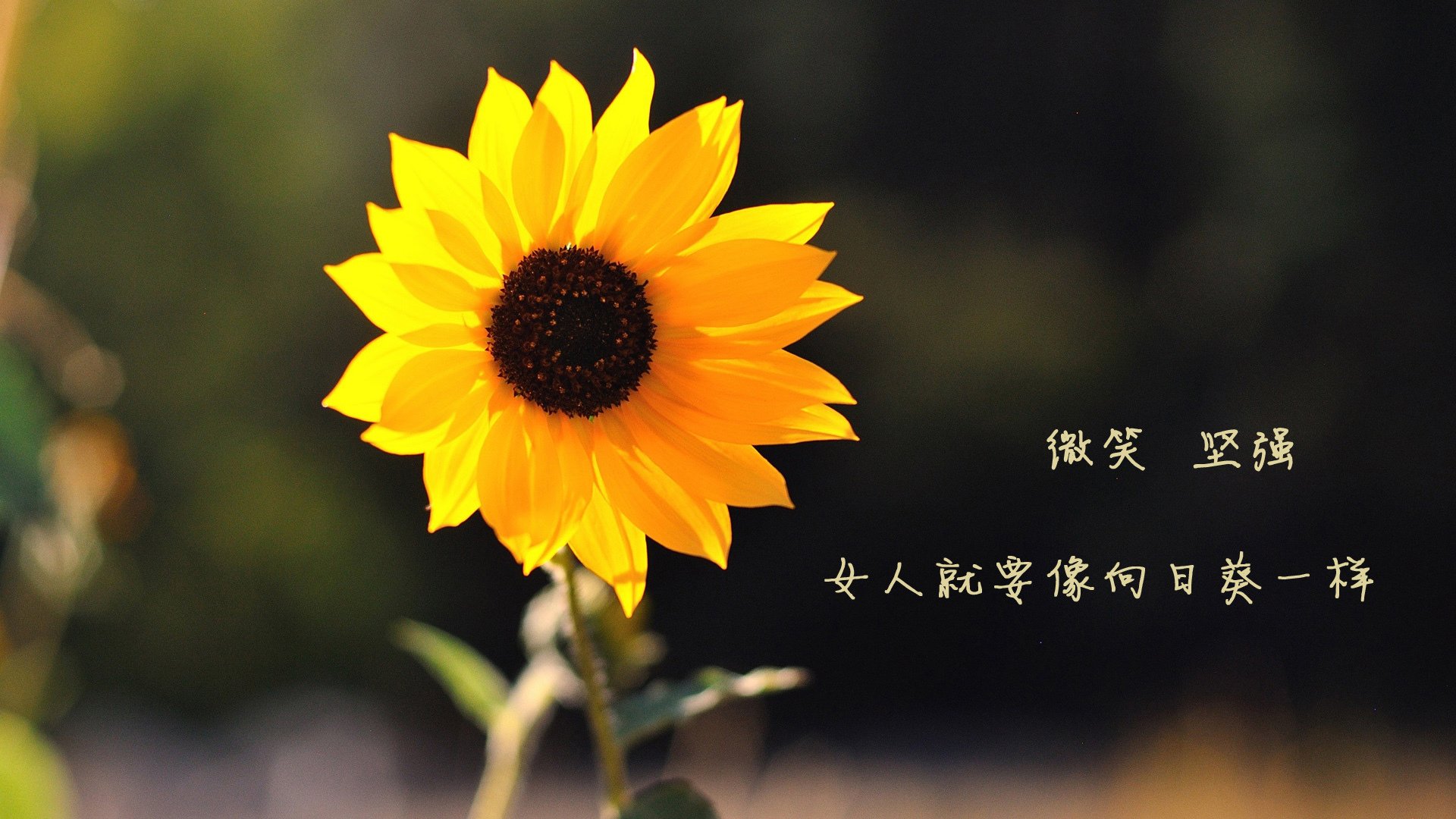 开云体育在线-当梅西穿上了哥伦比亚球衣，2026世界杯小组赛的奇幻一夜